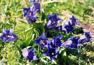 Gentiana kochiana